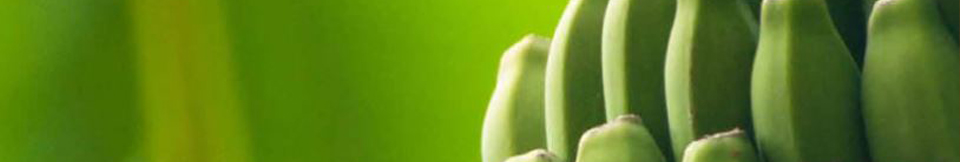 Ron Aldea Blanco Single State TuCanarias.com Licor Plátano Canarias