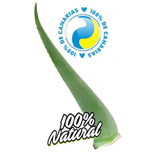 Hoja Aloe Vera Canario Penca Zabila Super Premium Productos Canarios Hoja Aloe Vera Canario Penca Zabila Super Premium