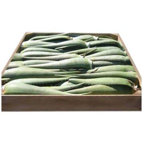 5 Kilos de Hojas de Aloe Vera de 12 años Productos Canarios 5 Kilos de Hojas de Aloe Vera de 12 años