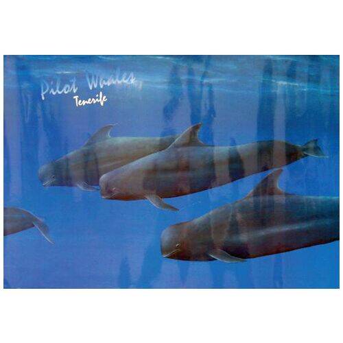 Ballenas Piloto Tenerife Productos Canarios Ballenas Piloto Tenerife